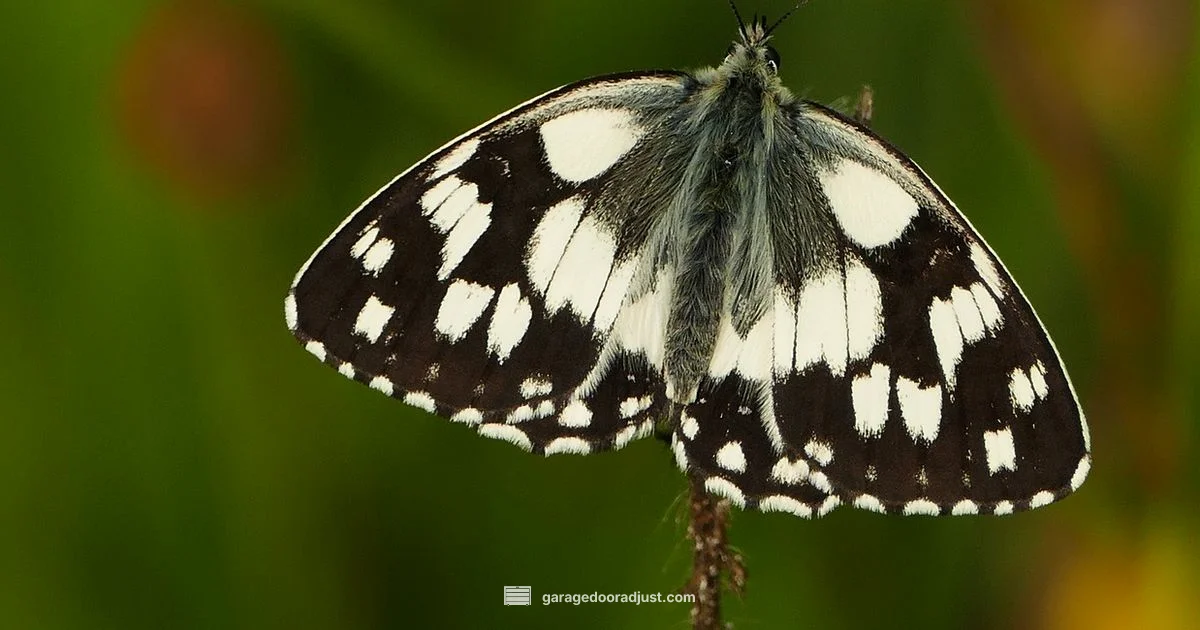 Sensor Light Orange Sensor Light Orange - GarageDoorAdjust