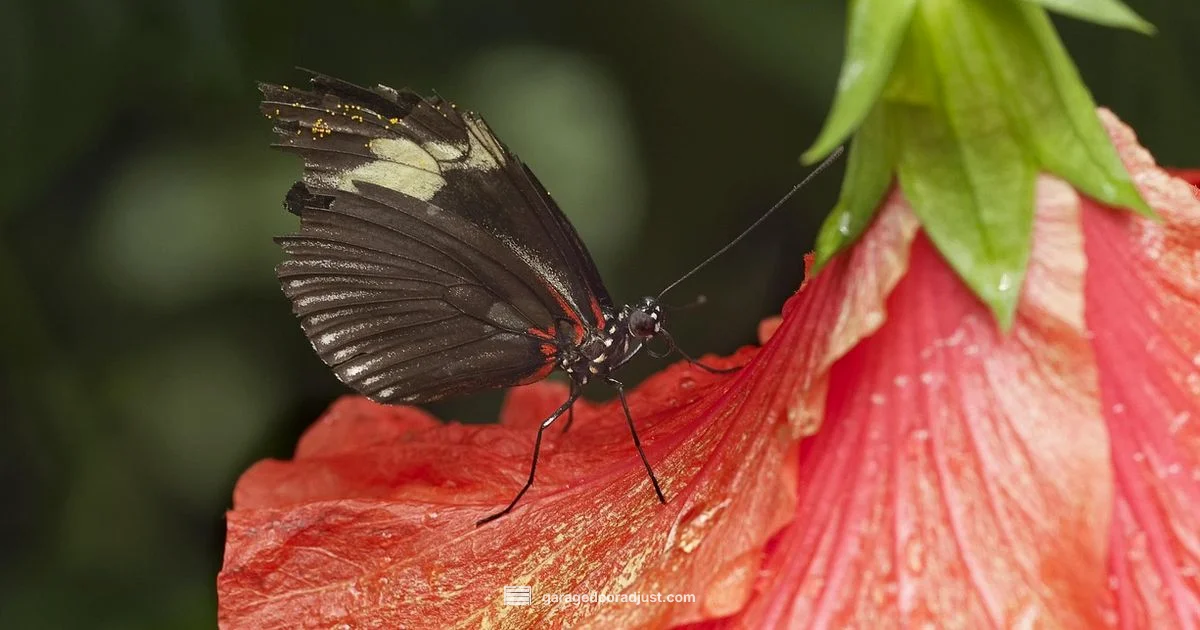 Sensor Fix Guide - GarageDoorAdjust